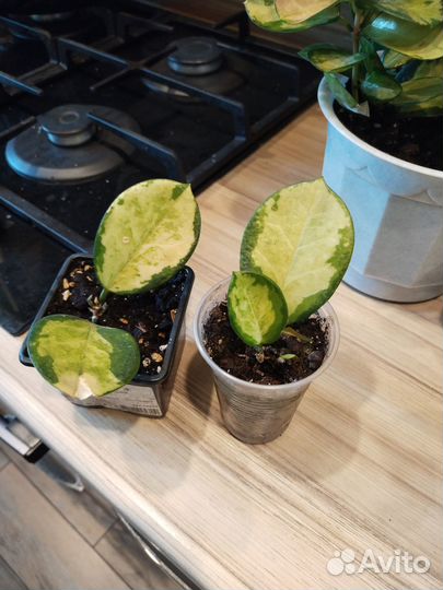 Хойя australis tricolor lisa и Red button