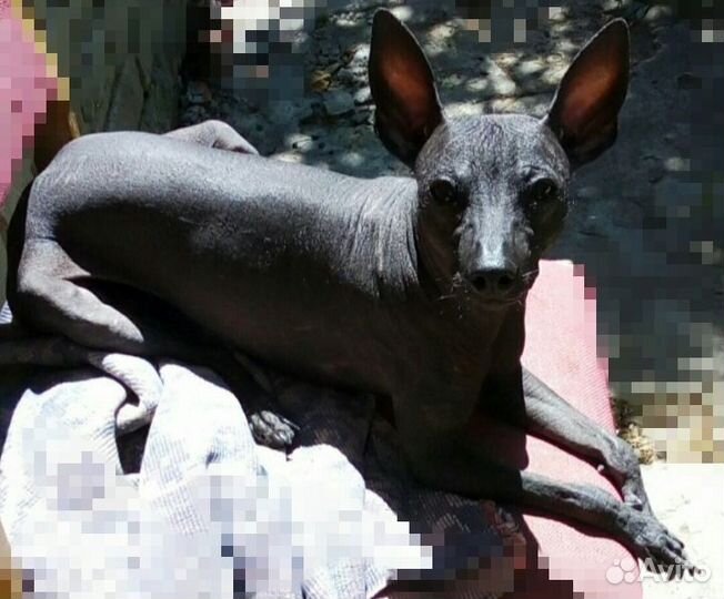 Мексиканская голая собака