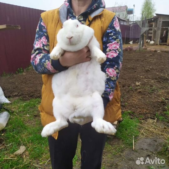 Белый паннон