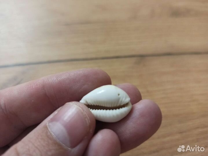 Морская раковина