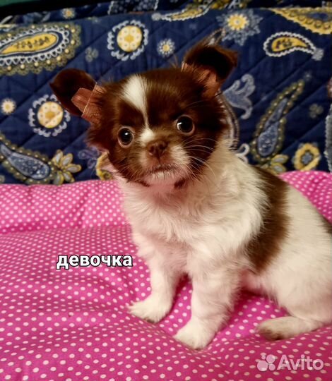 Очаровательная Бусинка в шоколаде