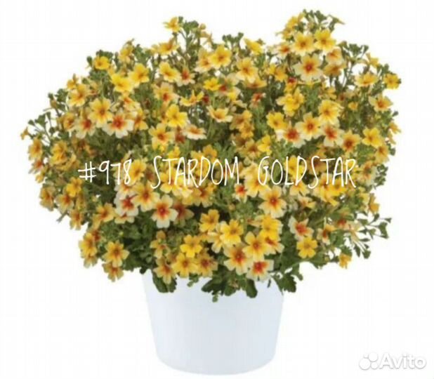 Джеймсбриттения (в ассортименте)