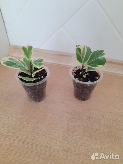 Фикус Триангулярис вайт. Комнатные цветы