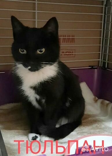 Кот в добрые руки