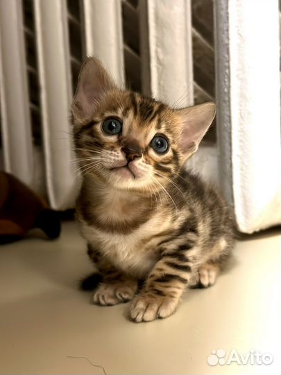 Бенгальская кошечка