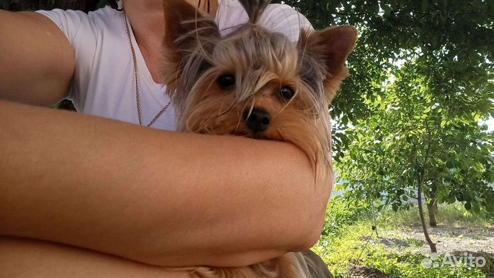 Йоркширский терьер мини вязка