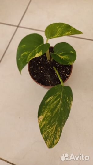 Комнатные растения Эпипремнум Ауреум Гигантум