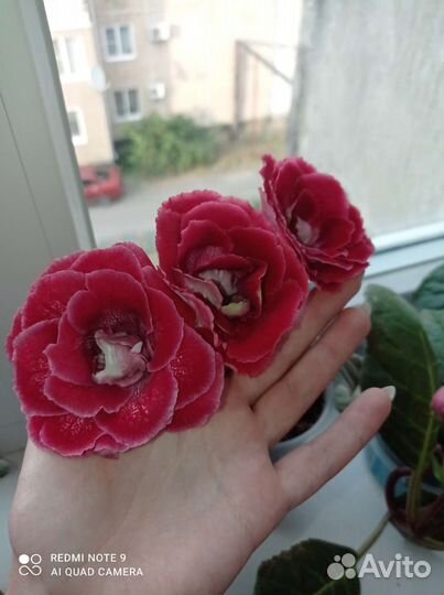 Листья глоксинии