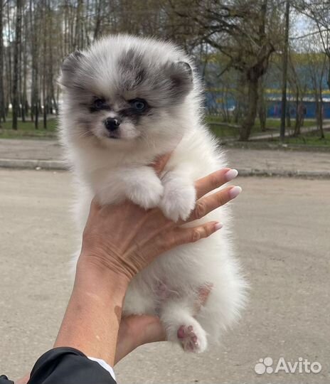 Цветные померашки