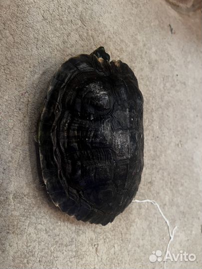 Черепаха водная