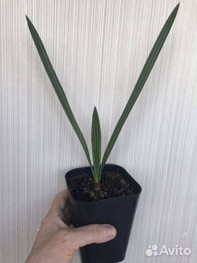 Финиковая пальма