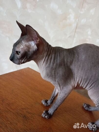 Кошечка Донского сфинкс