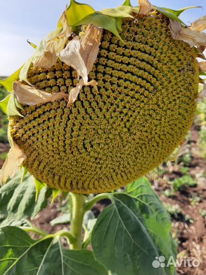 Подсолнечник семена