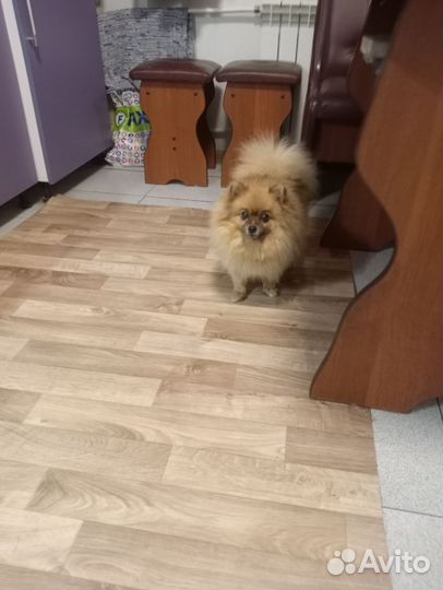 Девочка шпицуля