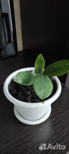 Замиокулькас