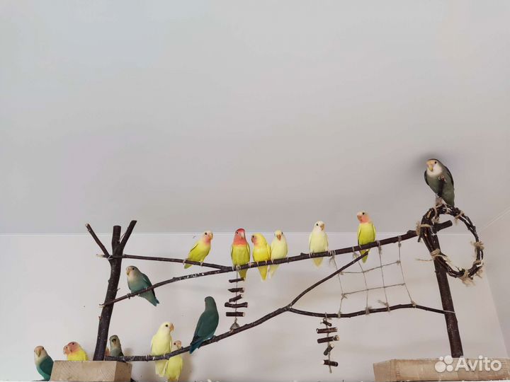 Птенцы попугая неразлучника домашнего выводка