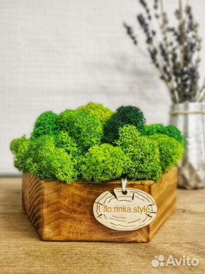 Стабилизированный мох в кашпо