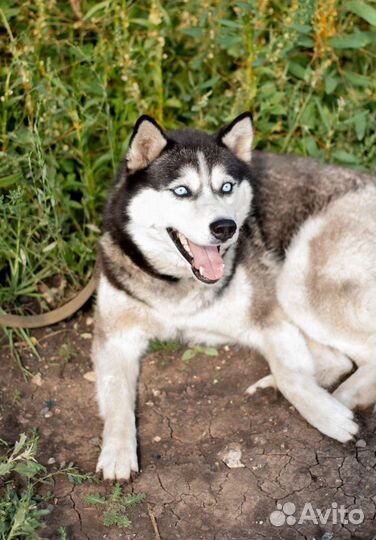 Красавица Лора