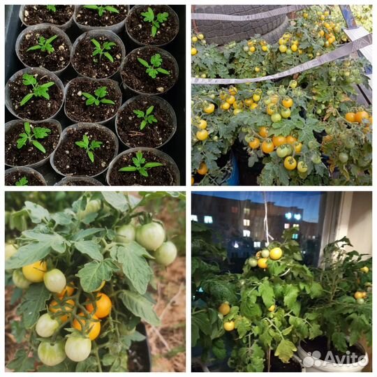 Рассада томатов черри 