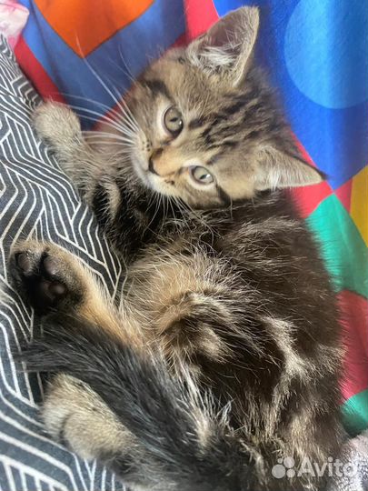 Котенок в дар бесплатно