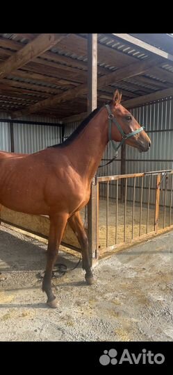 Годовалый жеребчик