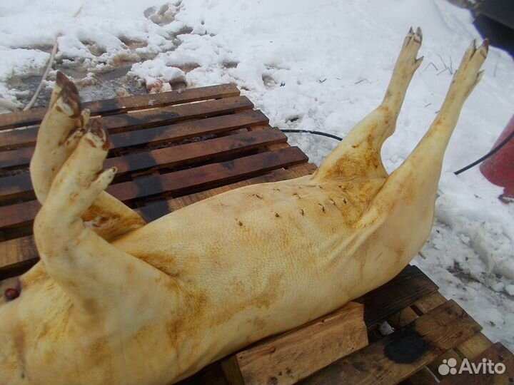 Мясо мангалицы, бройлера, козы, барана