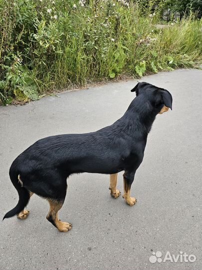 Собака в добрые руки