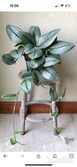 Сциндапсус мунлайт