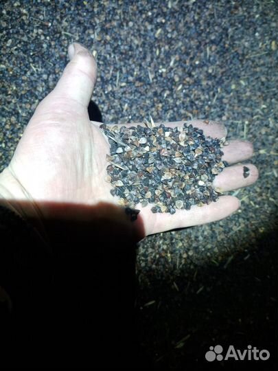 Семена гречихи Яшьлек