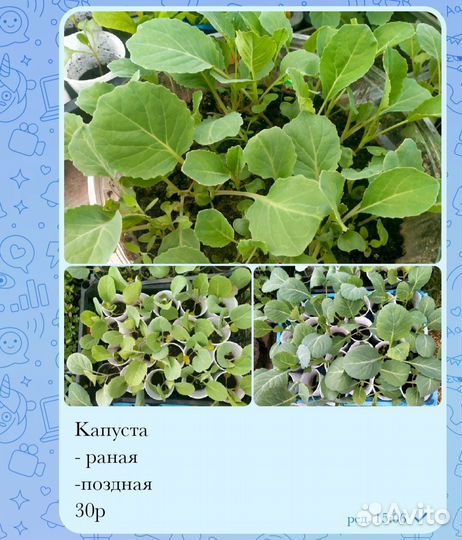 Рассада помидор огурцов перцев