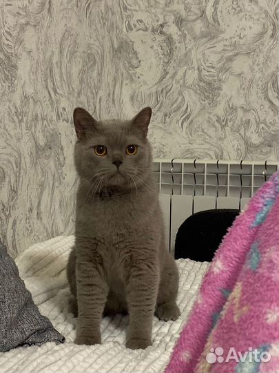 Отдам котика в добрые руки
