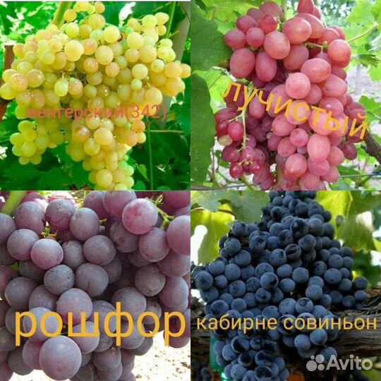 Саженцы винограда