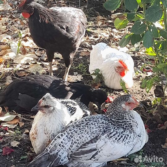 Молодые петушки