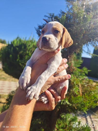 Щенки английского пойнтера