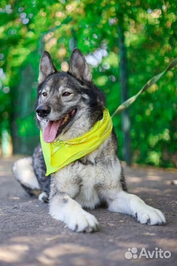 Собака Гром ждет родителей