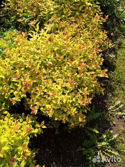 Спирея в ассортименте