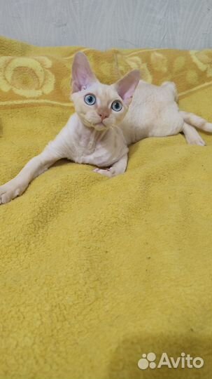 Котята девон-рекс