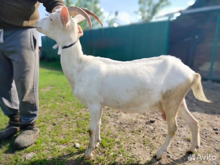 Коза дойная