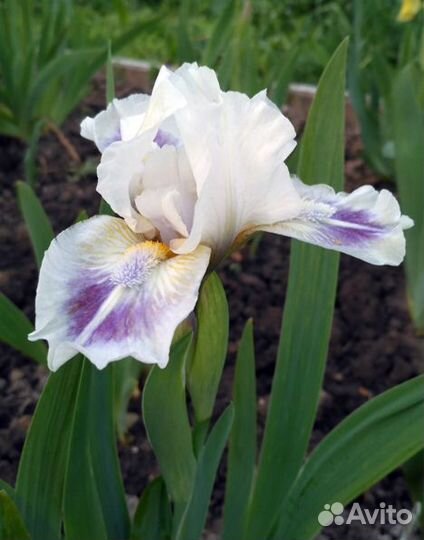 Ирисы карликовые