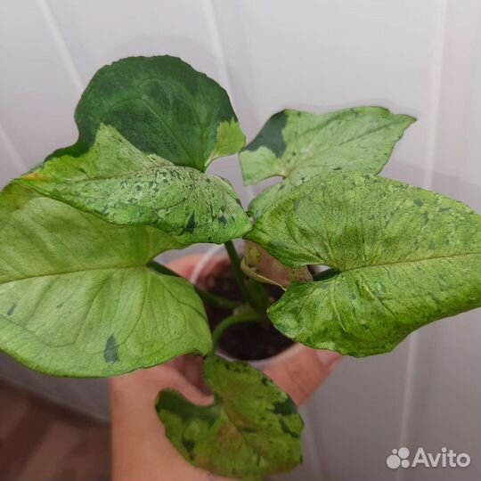 Сингониум клубничный лед,серый призрак