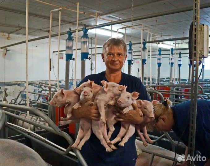 Работник на животноводческий комплекс