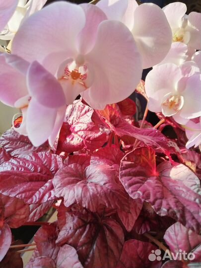 Бегония инка файер