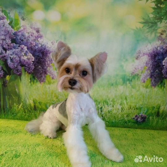 Стрижка собак и кошек