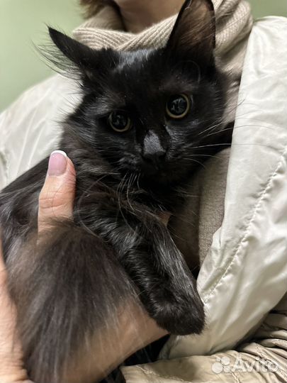 Котенок девочка 5 мес