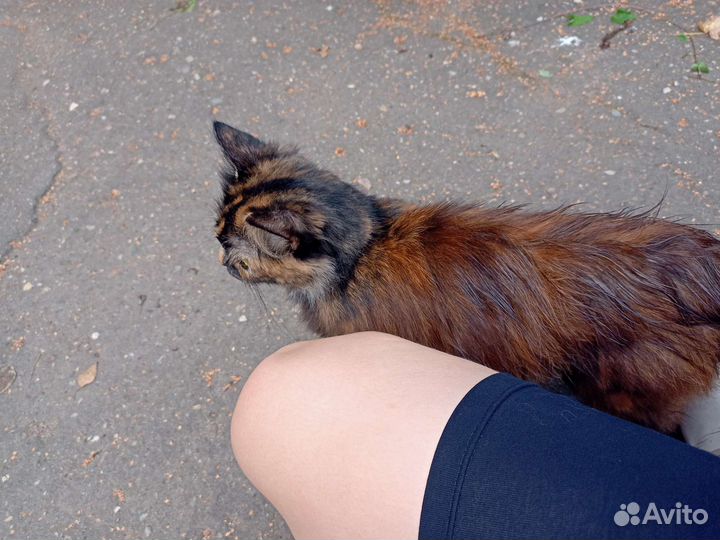 Кошка молодая