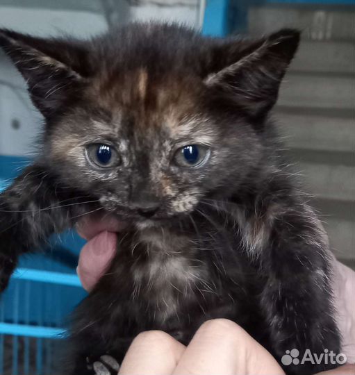 Котят в добрые руки бесплатно