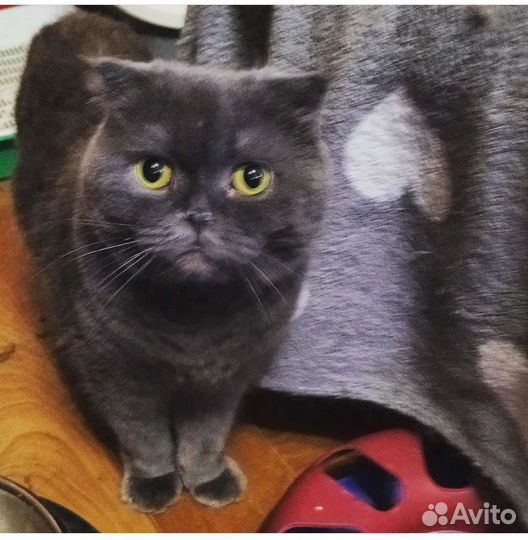 Кошекча Буся