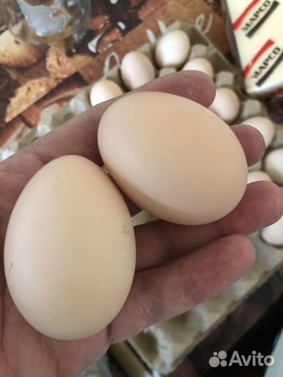 Инкубационное яйцо брамы