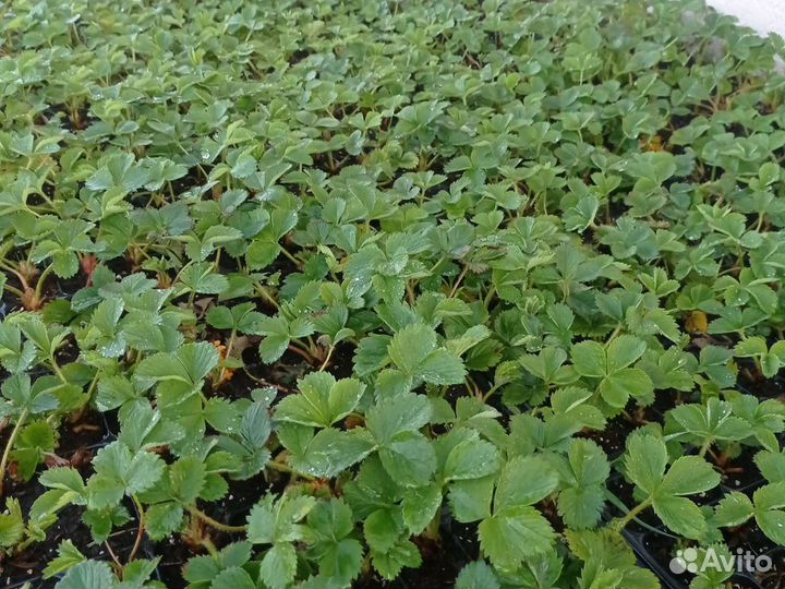 Кассетная рассада клубники на август по России