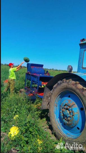Семена арбуза Каристан. Атаман. Барака. Продюсер